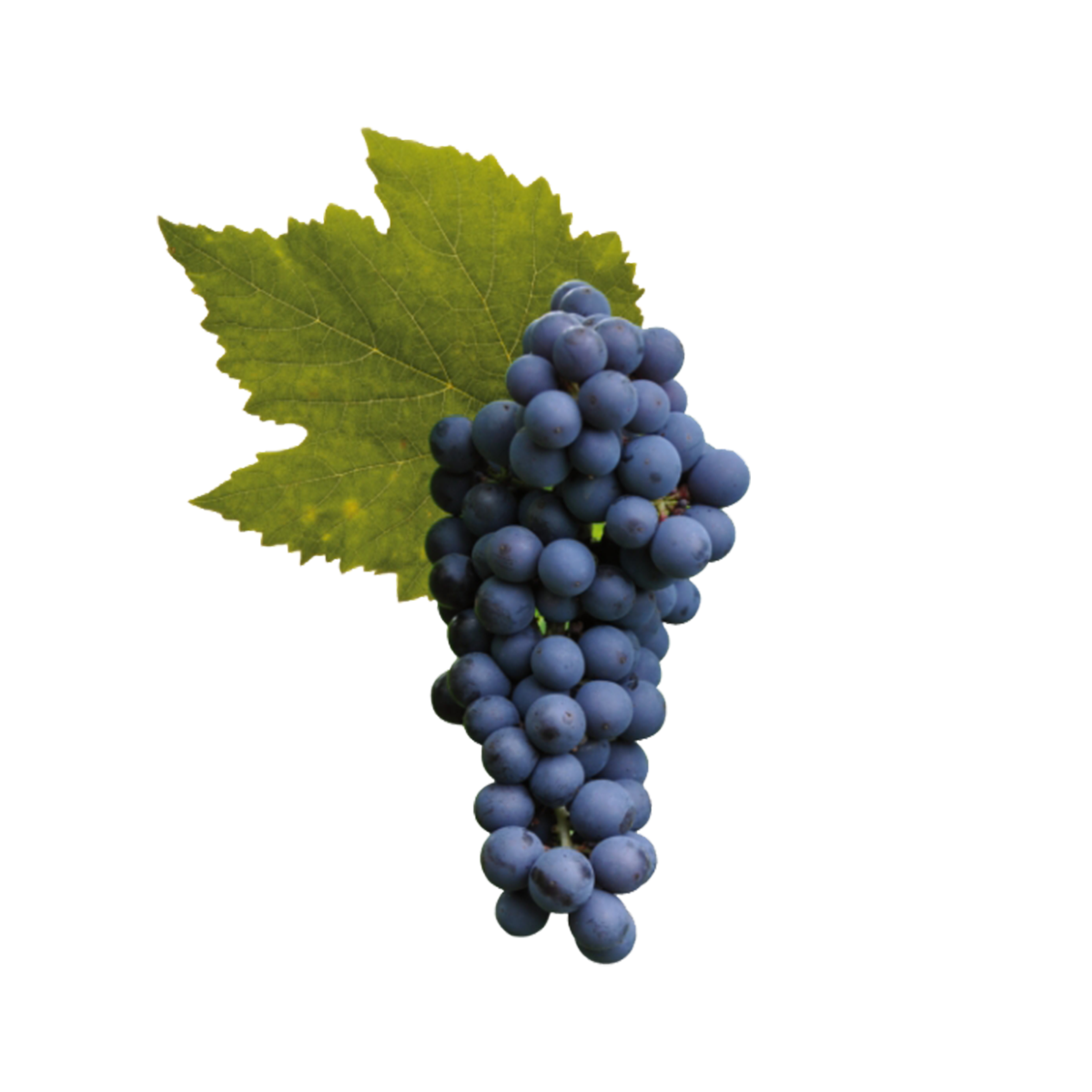 PINOT NERO