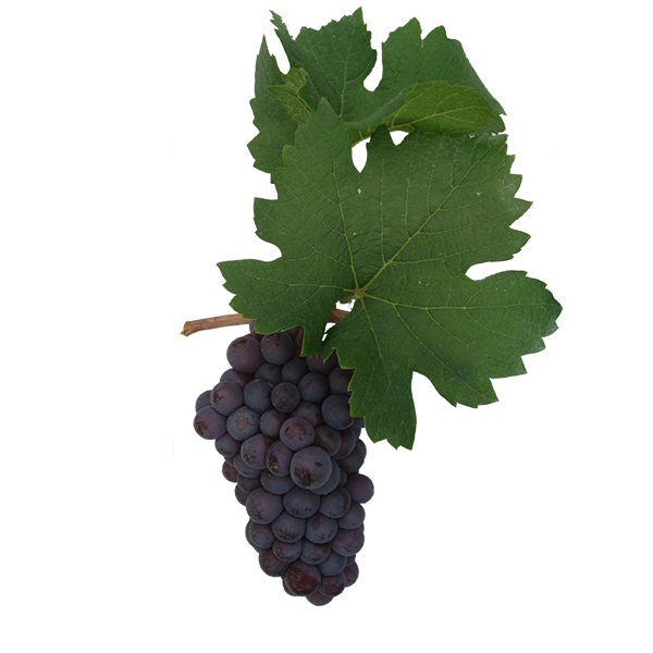 PINOT GRIGIO