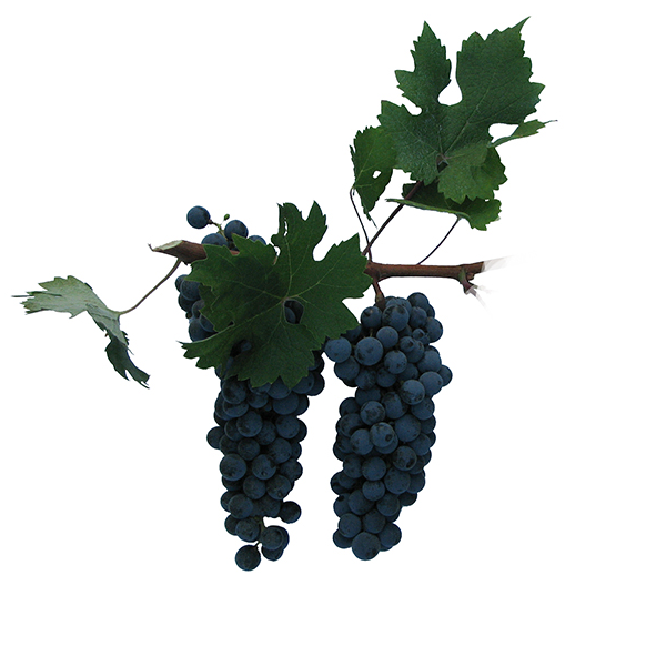 CABERNET SAUVIGNON